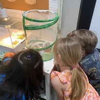Children gathered around a caterpillar habitat observing closely